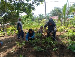 Pemdes Mengupeh Bersama Masyarakat Kompak Menanam Di Perkebunan Toga RT.20