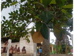 Diduga Lalai Awasi Siswa, SDN 231 Lubuk Madrasah Biarkan Murid Berkeliaran Saat Jam Belajar