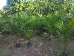 Bibit Sawit Bersertifikat PPKS Varietas Yangambi dan Simalungun Dijual di Desa Simpang Terusan