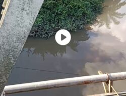 Lagi-lagi Dugaan Pencemaran Lingkungan Terjadi Di Maro Sebo ulu, Di Sinyalir PT MSS Membuang Limbah Ke Aliran Sungai