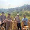 Wujudkan Program Ketahanan Pangan,Kapolsek Bahar Selatan Hadiri Panen Raya Jagung Di Desa Tanjung Sari