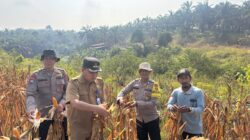 Wujudkan Program Ketahanan Pangan,Kapolsek Bahar Selatan Hadiri Panen Raya Jagung Di Desa Tanjung Sari