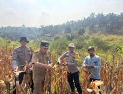 Wujudkan Program Ketahanan Pangan,Kapolsek Bahar Selatan Hadiri Panen Raya Jagung Di Desa Tanjung Sari