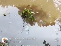 Diduga Limbah Pabrik BSU Mengarah ke Unit 13 dan 14, Warga Bahar Soroti Kematian Ikan