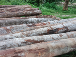 Diduga Terjadi Illegal Logging di Hutan Konservasi Mersam, Kayu Meranti Disebut Dibawa ke Dekat Eks PKS DMP